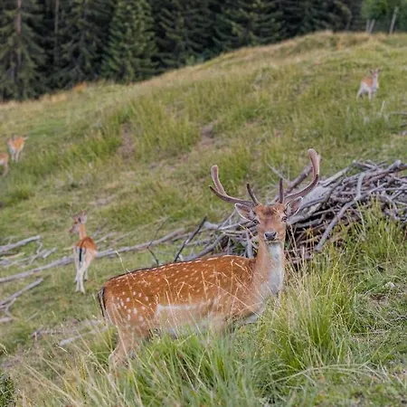 Puitalm - I I 4* Arzl im Pitztal
