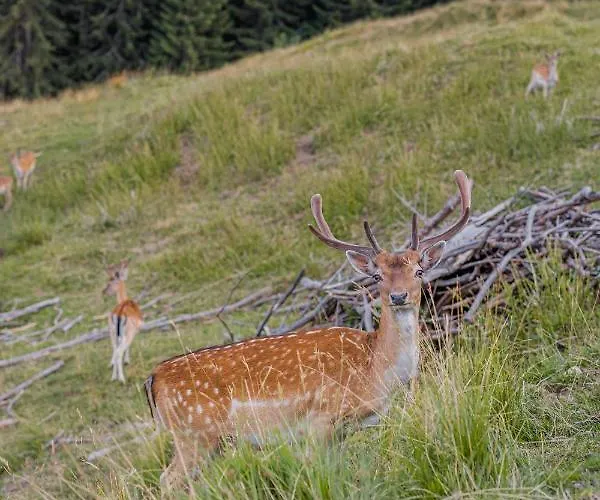 Puitalm - I I 4* Arzl im Pitztal